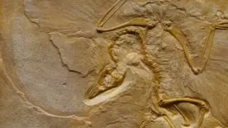 Fossil