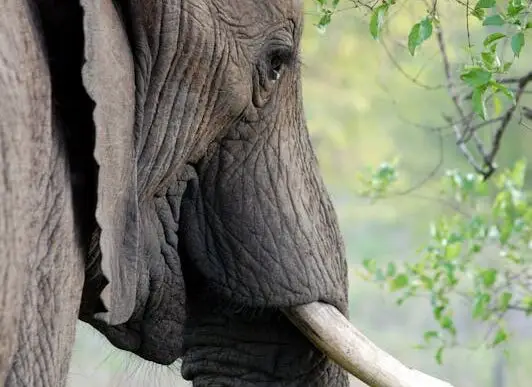 Detailed side view of an African elephant with tusk and lush greenery