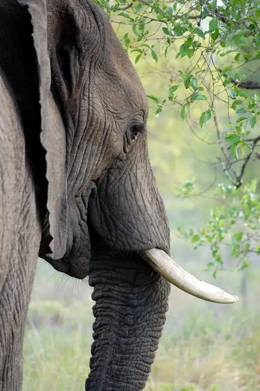 Detailed side view of an African elephant with tusk and lush greenery