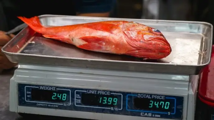 Vermilion Snapper