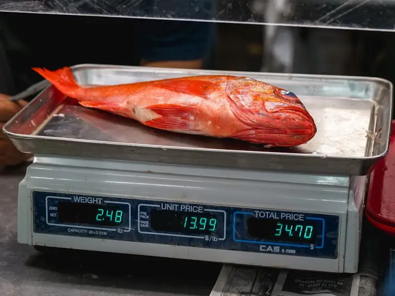 Vermilion Snapper